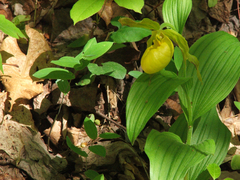 Cypripedium parviflorum pubescens