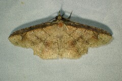 Erebostrota stenelea