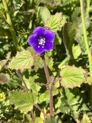 Phacelia parryi