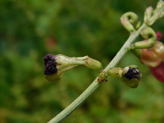 Macroptilium lathyroides