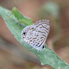 Leptotes cassius cassidula