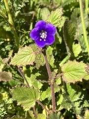 Phacelia parryi