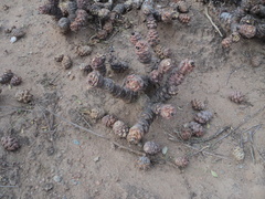 Tephrocactus articulatus