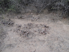 Tephrocactus articulatus