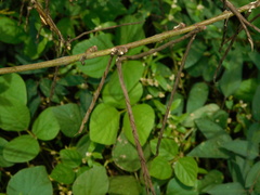 Macroptilium lathyroides