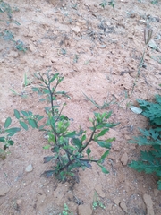 Croton bonplandianus