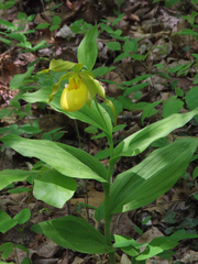Cypripedium parviflorum pubescens