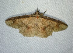 Erebostrota stenelea