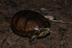 Kinosternon subrubrum hippocrepis
