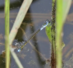 Ischnura pruinescens