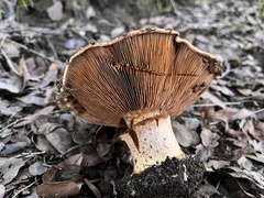 Cortinarius ponderosus