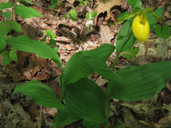 Cypripedium parviflorum pubescens