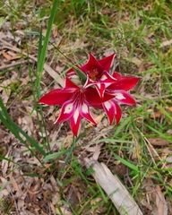 Gladiolus cardinalis
