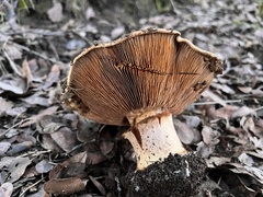 Cortinarius ponderosus
