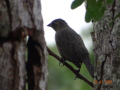 Molothrus bonariensis