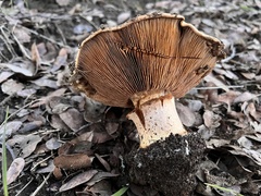 Cortinarius ponderosus