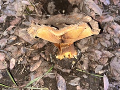 Cortinarius ponderosus