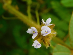 Calopogonium mucunoides