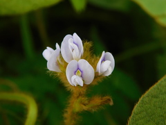 Calopogonium mucunoides