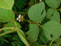 Calopogonium mucunoides