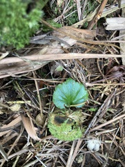 Nervilia jacksoniae
