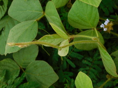 Calopogonium mucunoides