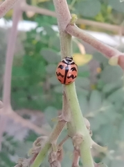 Cheilomenes sexmaculata