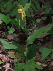 Cypripedium parviflorum pubescens