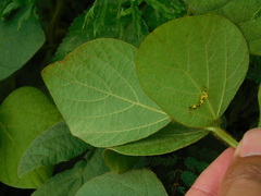 Calopogonium mucunoides