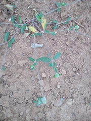 Gomphrena celosioides