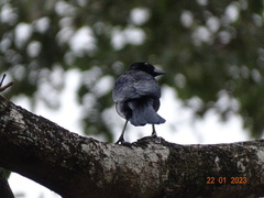 Molothrus bonariensis