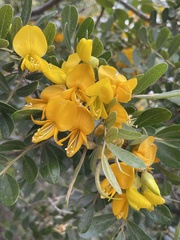 Sophora chrysophylla