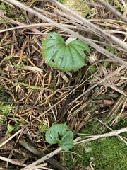 Nervilia jacksoniae