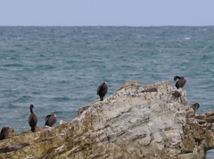 Phalacrocorax punctatus