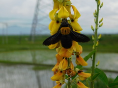 Xylocopa aestuans