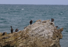 Phalacrocorax punctatus