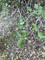 Garrya elliptica
