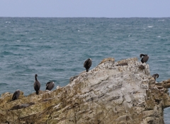 Phalacrocorax punctatus