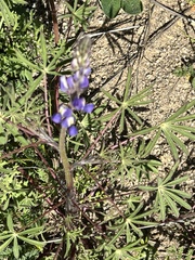 Lupinus sparsiflorus