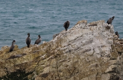 Phalacrocorax punctatus