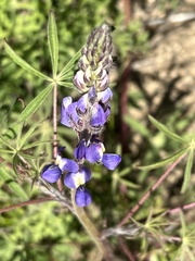Lupinus sparsiflorus