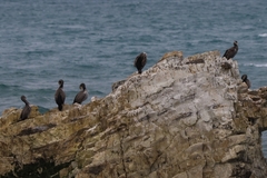 Phalacrocorax punctatus