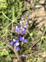 Lupinus sparsiflorus