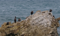 Phalacrocorax punctatus