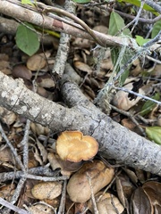 Polyporus mcmurphyi