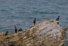 Phalacrocorax punctatus