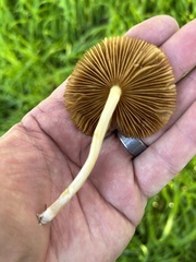 Bolbitius aleuriatus