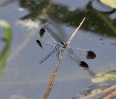 Diplacodes nebulosa