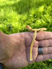 Bolbitius aleuriatus