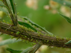 Uroleucon erigeronense